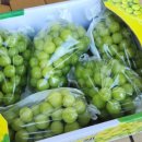 영재농장 네이버블로그