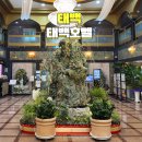 태백 숙소 추천 태백 호텔 사우나 및 조식 후기