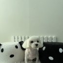 포캣멍 네이버블로그