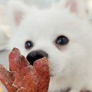 내 강아지의 봄 일산애견유치원&애견호텔 이미지