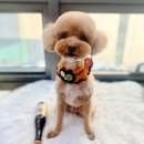 플러스동물의료센터 | 공감플러스동물의료센터 미용실