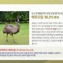 로덱스스킨