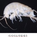 갑각류 - 연갑綱 - 단각目 - 도약옆새우科 - 볼록다리도약옆새우 이미지