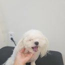 애견미용실 이미지