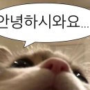 렌느 이미지