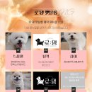 로댕펫살롱