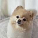 도그보니타
