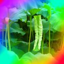 ▶부여궁남지 서동 연꽃 실바람타고솔 솔 청암◀7월 3일 (2) 900 이미지