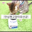 제이원피앤지 | [제품협찬후기]+[내돈주고산후기]안심펫고양이유산균
