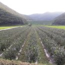 큰나무농장 이미지