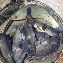 신진좌대 이미지