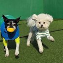 놀다가시개 이미지