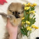 패밀리독 이미지