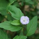 페루꽈리 Nicandra physalodes (L.) Gaertn. 이미지