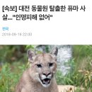 투바투 동물원을 빠져나온 퓨마 노래 가사 존나 슬픈 달글.. 이미지