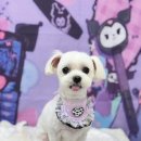 금촌애견 이미지