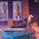 아쿠아리움 | 애틀랜타 조지아 아쿠아리움 후기 입장권 쇼 관람시간 총정리