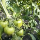 강씨농장 이미지