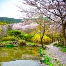 꽃피는 봄이 오면 이미지