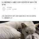 나 냥줍한 고양이 당근마켓으로 임보자 구했었거든 이미지