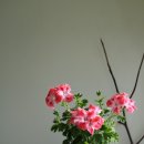 캔디플라워