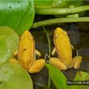 황금개구리 이미지