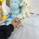 러블리캣독 의정부고양이분양 강아지분양 | 의정부강아지샵 러블리캣독 의정부고양이 강아지 후기~