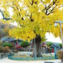 임고서원의 은행나무 이미지