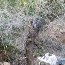 매화나무집 이미지