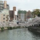 일본 후쿠오카 시 벚꽃 이미지