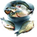 붕어의 신 이미지