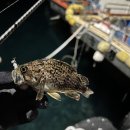 강릉정비(주) | 삼척 울진 볼락낚시 포인트 탐사 | 장호항·죽변항·오산항 실제 출조 후기