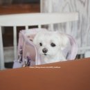 종로분식식당 이미지