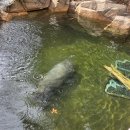 서울복지타운 | 에버랜드 동물원 주토피아 카피바라 왈라비 라쿤 알파카 뿌빠 타운 방문 후기