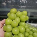 덕주농장 | 샤인머스켓 4kg(2kg) 보관 효능 세척 씨 추석명절 선물 후기