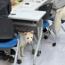 [출강 후기] 반려마루 화성 x 따따요정, 반려동물 캐릭터 키링 &amp; 크리스마스 오너먼트 클래스