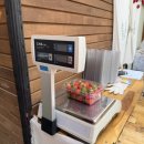 동안농장 | 경기도 딸기체험 추천 피크니코 딸기농장 | 딸기농장체험 완벽 후기