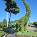 2025 국향대전 핑크뮬리, 에머랄드그린 연출 25.10.12.토. 이미지