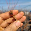 [블루베리품종] 북부하이부시 조생종 "한나초이스"의 봄 이미지