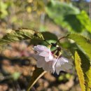 오메오메 이미지