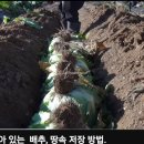 배추 땅속겨울저장방법 이미지