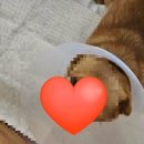 코아동물병원 이미지