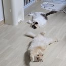 이나바 응고형 챠오샌드 고양이모래 벤토나이트 한달차 사용 후기