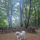 매직 펫 살롱 이미지