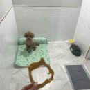 우리집 첫째 | 부산 애견호텔 우리집첫째 푸들 미용 후기