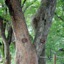 고향마루(모현점) | 함양 꼭 한번 가보고 싶은 곳, 천년 숲 상림공원 낭만 산책!