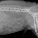 가경 나음 동물병원 이미지