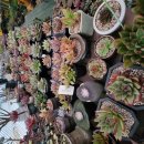 인수다육 이미지