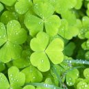 행운클로버 이미지