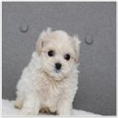 버디독 강아지분양 안심분양센터 김포점 | 운양동강아지분양 및 버디독 강아지분양 안심분양센터 김포점